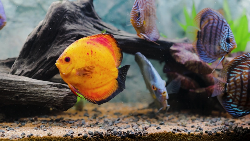 Close up view of discus fish swimming in planted aquarium. Tropical fishes. Beautiful nature backgrounds. Hobby concept. | Shutterstock HD Video #1065975484