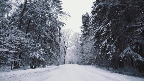 Picturesque winter forest with snow covered trees. Beautiful woodland at snowfall. Wide angle gimbal steadicam shot of white woods and falling snowflakes. Camera moves straight on snowy forest road.