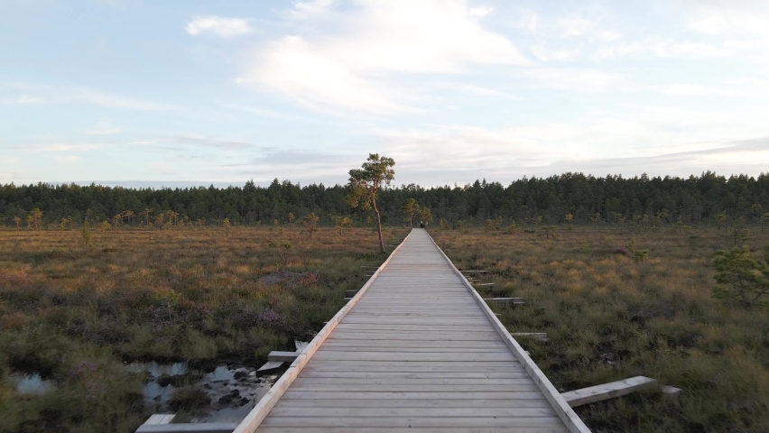 wooden bridge in autumn forest