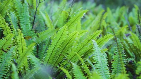 Fern leaves. Green ferns plants in nature landscape. Fern plants in forest. Fresh green tropical foliage. Rainforest jungle landscape. Green plants nature wallpaper. Organic nature background.