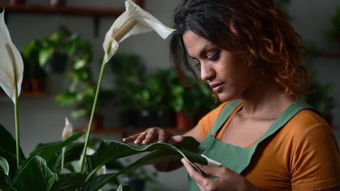 African woman look at leave of flower background houseplant in pot Spbd. Black female model cares about health of flora in flower studio. Person in apron takes hobby and admires collection of greenery
