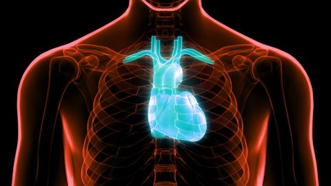 Human Circulatory System Heart Anatomy Animation Stock Footage Video Human Circulatory System Heart Anatomy Animation Stock Footage Video