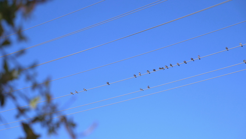 Birds sitting on the wire in 4k slow motion 60fps