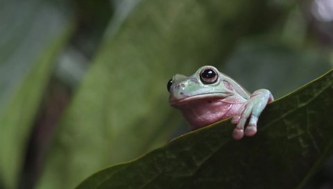 Australian white tree frog on green leaves, dumpy frog hanging on green leaves