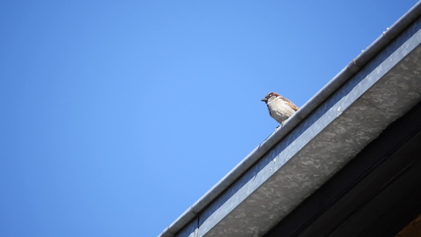 A sparrow roosting on a rainwater downpipe system mounted around the bound of the roof. A bird is constantly observing the surroundings, but suddenly spreads its wings and flies away in slow motion Royalty-Free Stock Footage #1065998776