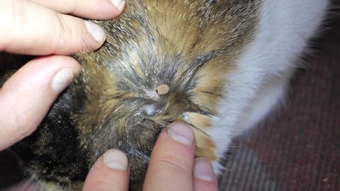Encephalitis blood-filled tick close-up in animal body. Tick Attack a cat.