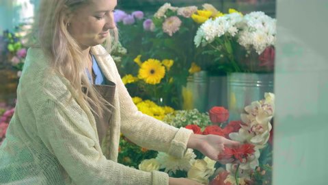 Skilled woman florist with loose fair hair takes gerberas and roses to arrange bouquet behind flower shop window slow motion