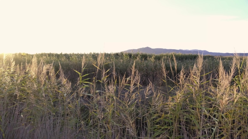 view of the thicket sunset sun