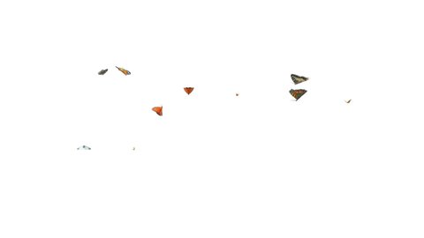 Colorful butterflies flying loop random in the scene on white and black background. 3D rendering(Alpha matte)