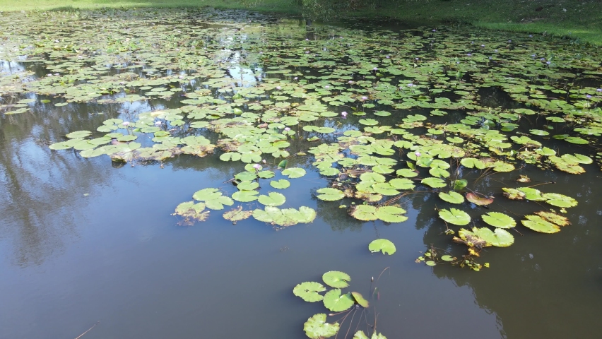 An aerial top down view of water lilies on a lake pond