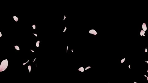 Falling Cherry Blossom Realistic Petals 2 clip.3D rendering. This clip has fall start to end and seamless loop and alpha channel footage