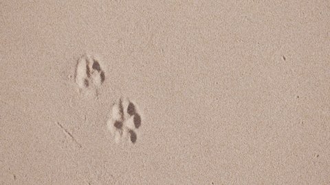 dog paw print on the sand on the beach.