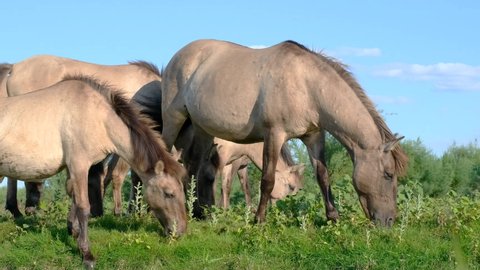 Slow motion, Herd wild horses grazes in a green meadow. Wild Konik or Polish primitive horse. Ermakov island, Danube Biosphere Reserve in Danube delta, Ukraine