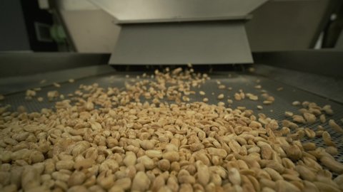 Roasting peanuts. Sorting operations in nuts factory. Roasted peanut packaging production line.