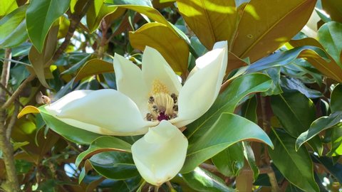 Many honeybee in Beautiful magnolia flower, closeup. Southern magnolia grandiflora blossom, close up. Evergreen Bull Bay magnolia, laurel Loblolly magnolia bloom tree, zoom in