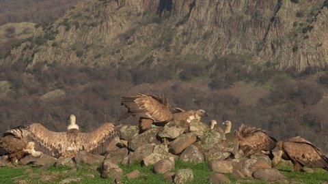 Grifon vulture, Gyps fulvus, big bird of prey sitting on the stone in nature habitat, Madzharovo, Bulgaria, Eastern Rhodopes in Europe. Vulture in the nature rock mountain habit, bird colony. Wildlife