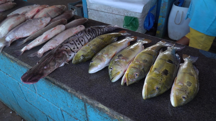 Pseudoplatystoma corruscans Stock Video Footage 4K and HD Video Clips