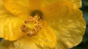 4K HD video zooming in on the center of a blooming yellow hibiscus flower. Beauty in nature.