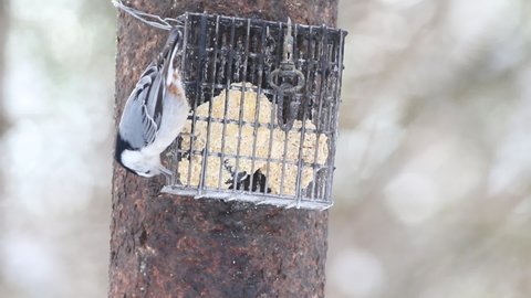 A white-breasted nuthatch at feeders