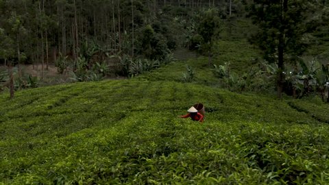 Women workers picking tea in the traditional way on a beautiful tea plantation in West Java Indonesia | aerial drone footage videography 4k 