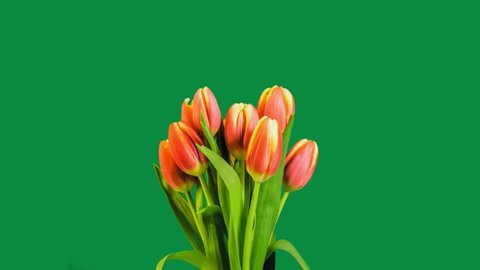 Timelapse of red tulip flower blooming on background