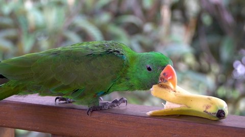Green eclectus roratus parrot on railing eats a banana, close up