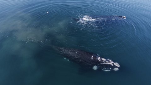 Southern Right Whales With Barnacles Floating And Blowing Water At The Patagonian Sea. - Aerial close up, slow motion