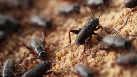 Macro Footage of Crickets Eating Their Food That Farmer Feed Them