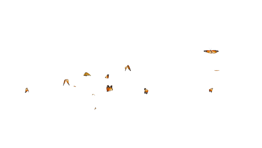 Monarch butterflies flying loop random in the scene on white and black background. 3D rendering(Alpha matte) | Shutterstock HD Video #1066053874