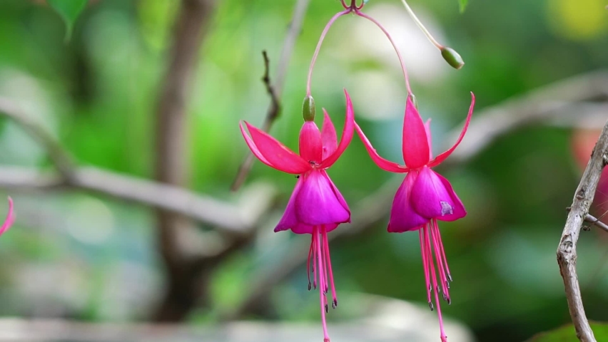 Fuchsia flowers bloom in the sunshine like beautiful little lanterns lighting the garden. Flower originating from South America and New Zealand