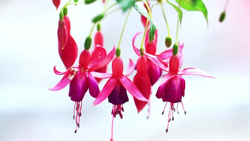 Fuchsia flowers bloom in the sunshine like beautiful little lanterns lighting the garden. Flower originating from South America and New Zealand
