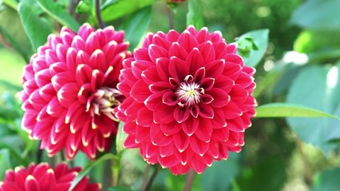Dahlia blooms in a small garden, a perennial tuber plant that usually blooms in the summer and fall, originating from Mexico