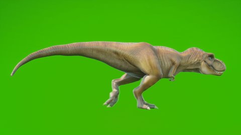 Angry Dinosaur T-Rex walks in a looping seamless animation. Reptile in front of green screen. Animation for historical, natural and animal backgrounds.