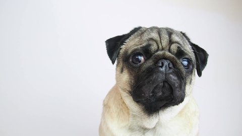 Cute young pug dog portrait. Pug pet looking at camera and tilting head, close up