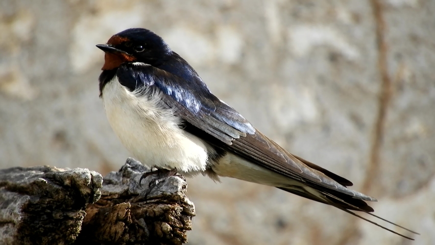 Barn Swallow (Hirundo rustica) Spain