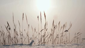 january landscape a snowy field with grass. Christmas winter morning natural background wildlife. winter field grass silhouette sunlight in snow - Powered by Shutterstock - Get 15% off with code: PIKWIZARD15