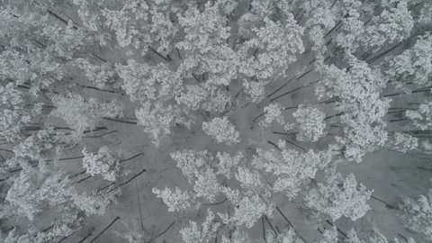 AERIAL. Smooth overhead flight above top of winter forest trees covered by snow