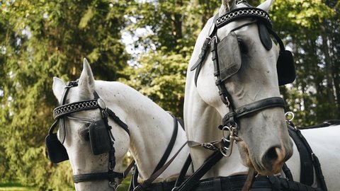 Two white harnessed horses look at the camera. Riding people on a cart.
