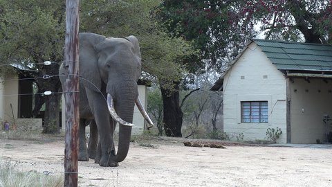 An African elephant bull with impressively large tusks walks through a small village.