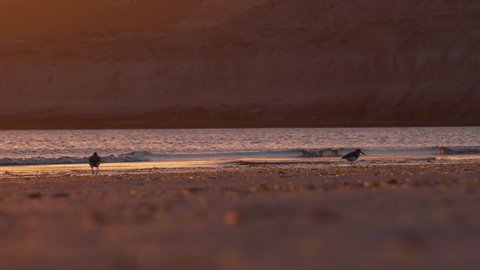 A Pair Of Oystercatcher Feeding On The Beach During A Golden Hour At Sunset. - wide shot, Slow motion