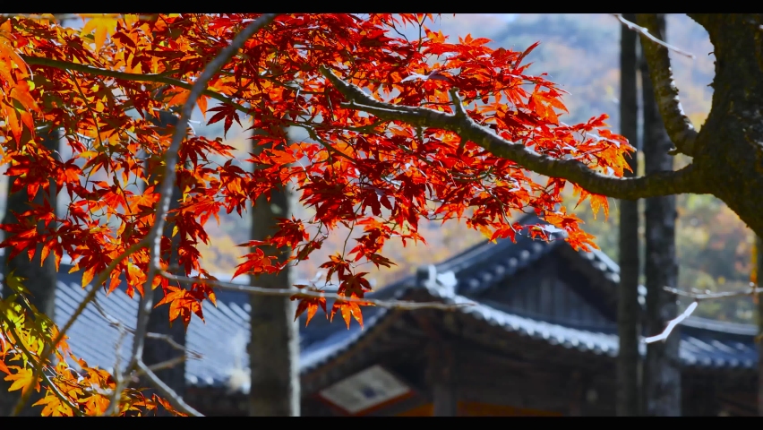 The Temple, The Tree Leaves Autumn Red Colorful Leaves. Autumn foliage of the colorful Japanese Momiji maple in Japan.Japan travel is a good view of beautiful environment 4k Royalty-Free Stock Footage #1066088458