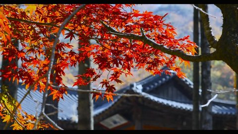 The Temple, The Tree Leaves Autumn Red Colorful Leaves. Autumn foliage of the colorful Japanese Momiji maple in Japan.Japan travel is a good view of beautiful environment 4k