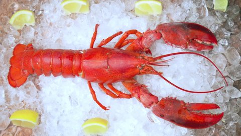 Close-up of a big cooked red lobster on crushed ice with lemon, lime on the side. Concept of fresh juicy whole lobster presented in a luxury way with wages of tropical fruits on the table in 4K.
