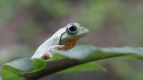 Flying frog closeup face on a twig, Javan tree frog hanging on green leaves, rhacophorus reinwardtii.