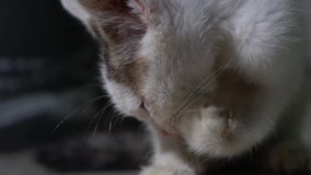 Cute domestic cat is licking himself, cat cleaning himself closeup video