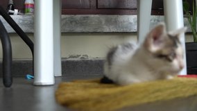 Cute domestic cat is licking himself, cat cleaning himself closeup video