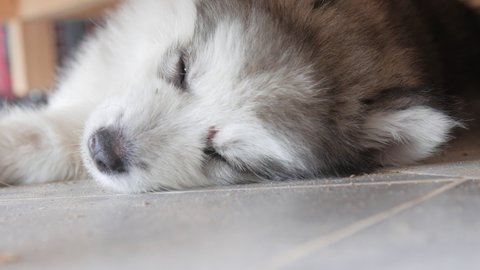 cute puppy under the table. close-up face of a dog