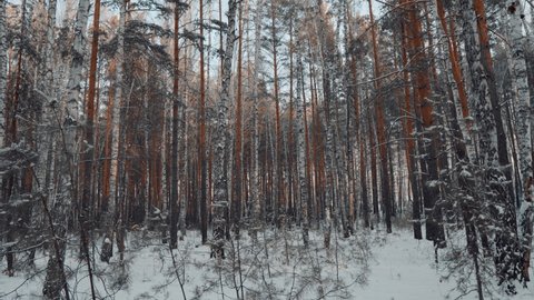 Snowy and Magical Forest in Winter. Walk Through the Winter Forest With Snow-Covered Trees on a Beautiful Frosty Morning. Smooth Camera Movement.