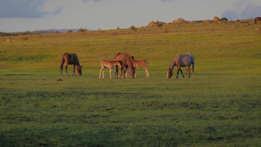 Wild Horse Family Herd Eating in an Open Plain at Sunset Royalty-Free Stock Footage #1066105501