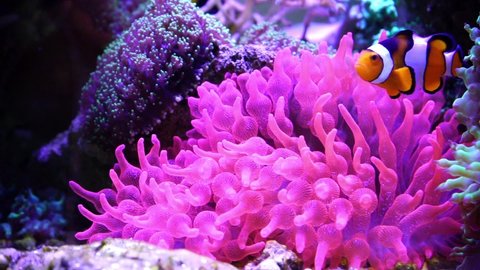 Anemone Fish in seawater aquarium, anemone